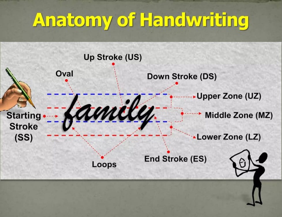 Clinical Graphology Consulting scientific breakdown of ink anatomy including upper middle and lower handwriting zones.